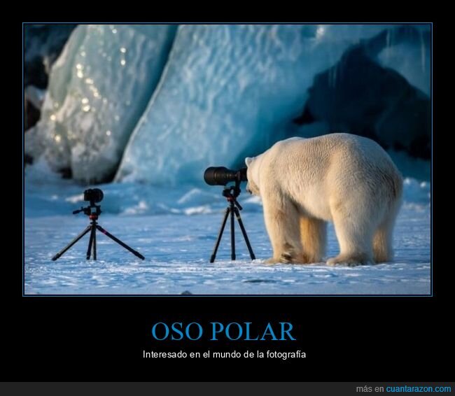 oso polar,cámara,wtf