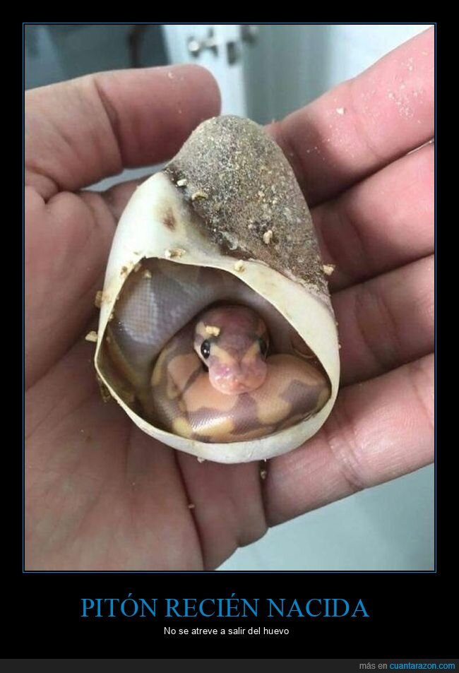 pit&oacute;n,serpiente,huevo
