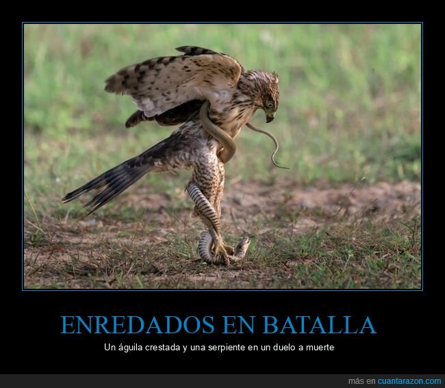 águila,serpiente,enredados