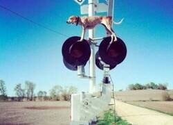 Enlace a Perro desubicado