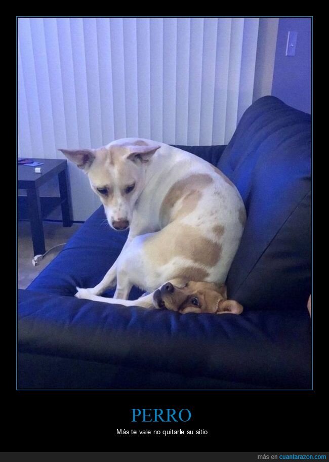 perro,sofá,sentado,encima