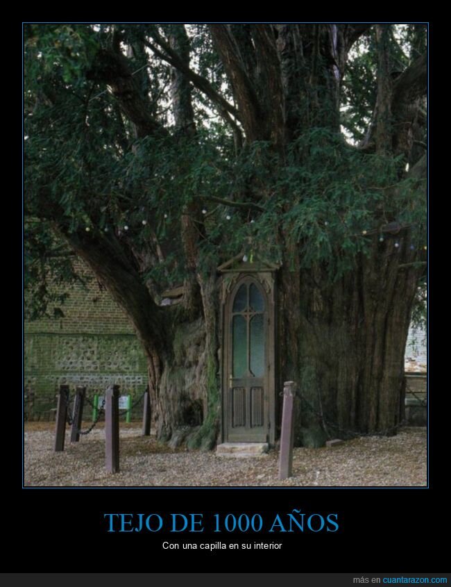 árbol,tejo,1000 años,capilla
