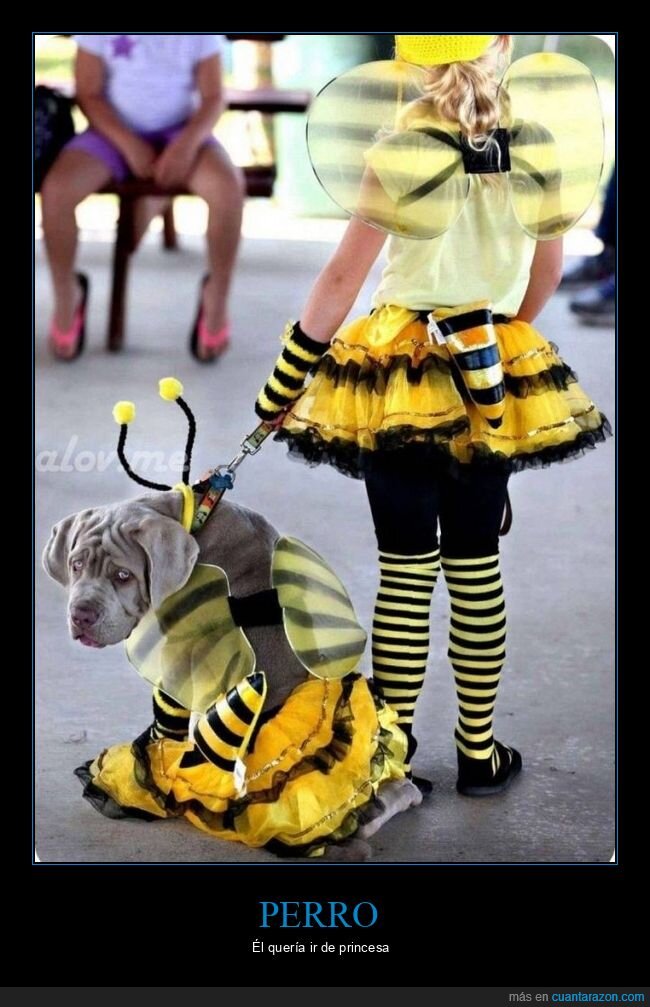 perro,disfraz,abeja