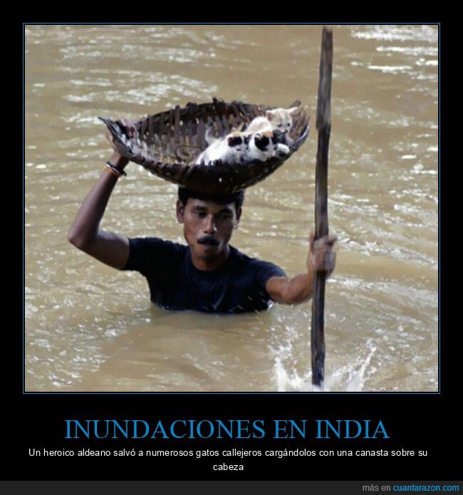 inundaciones,india,gatos,salvar