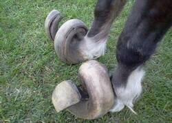 Enlace a Necesita una manicura urgente