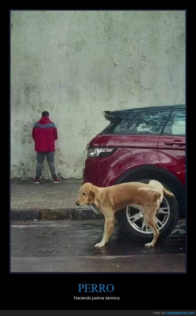 perro,meando,coche