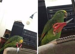 Enlace a Este loro es un peligro