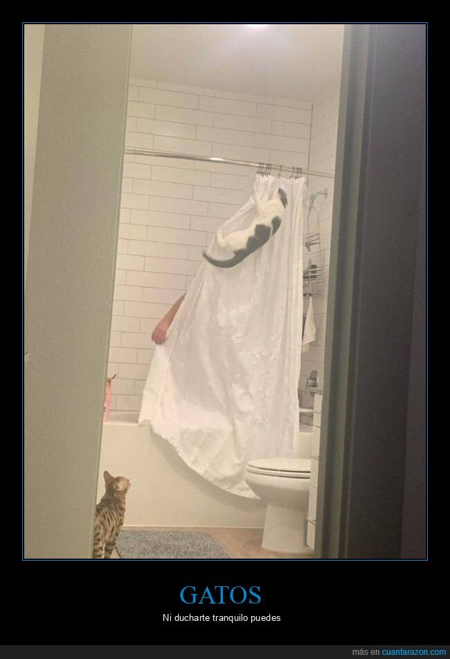 gatos,ducha,cortina