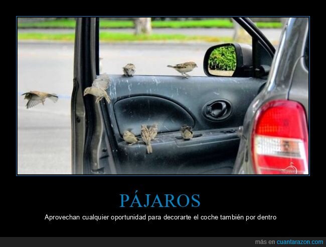 coche,pájaros