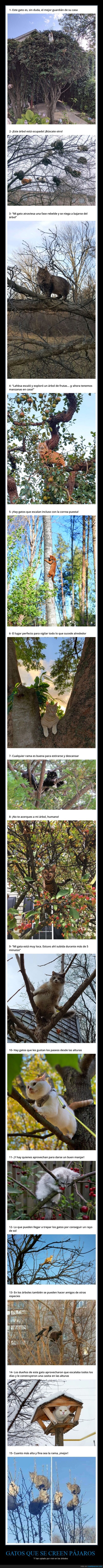 gatos,pájaros,árboles