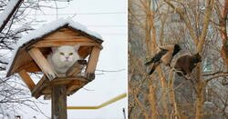 Enlace a Gatos que se creen pájaros y han optado por vivir en los árboles