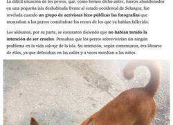 Enlace a En 2009 abandonaron a 300 perros en una isla desierta, os contamos cómo viven a día de hoy
