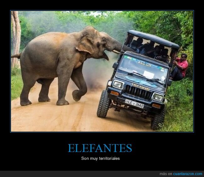 elefante,coche,wtf