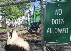 Enlace a Indignación canina