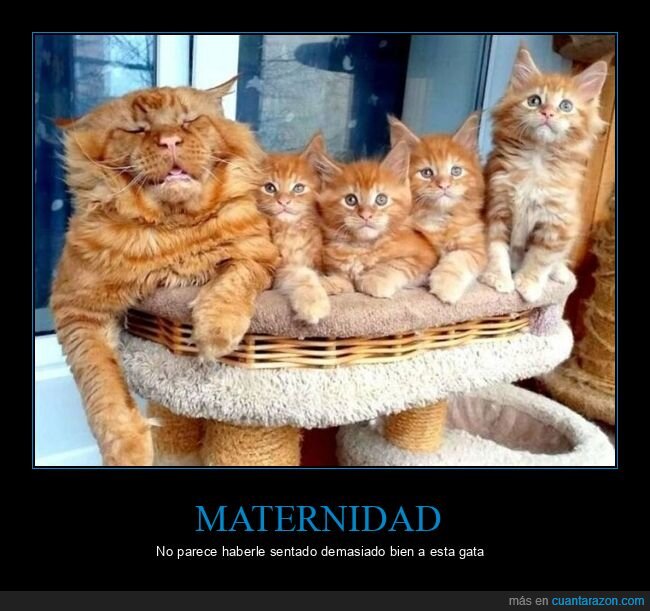 gatos,maternidad,hijos