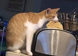 Enlace a Él se lo guisa, él se lo come