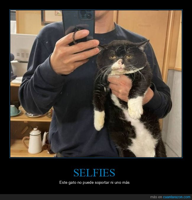 selfie,gato,cara