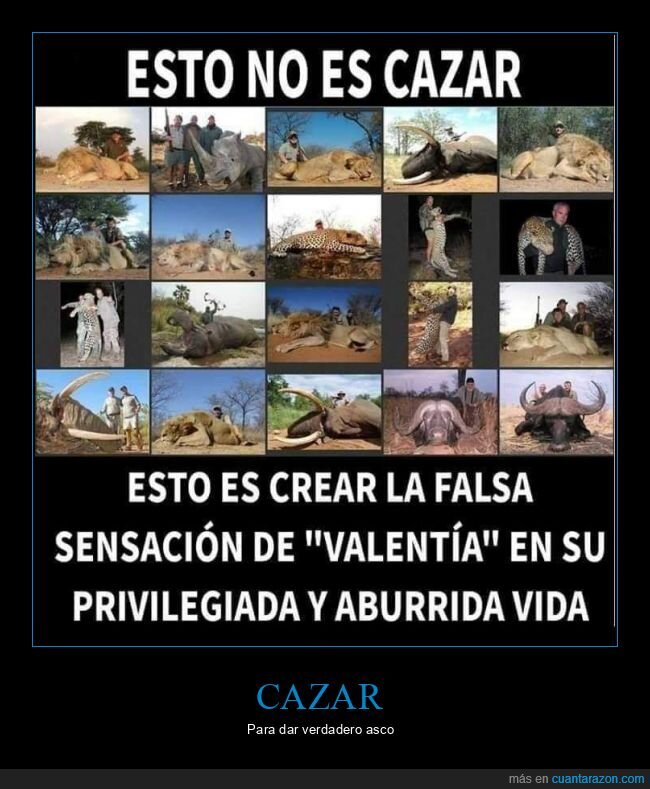 cazar,animales