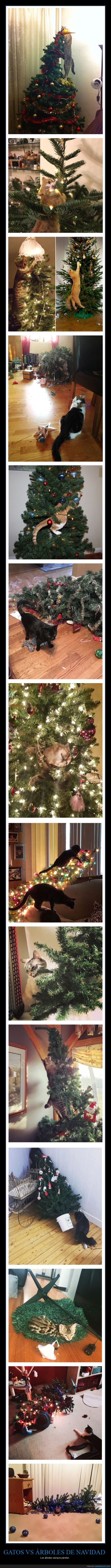 gatos,árboles de navidad