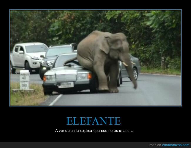elefante,sentado,coche