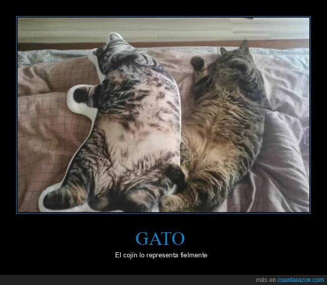 gato,cojín,parecidos