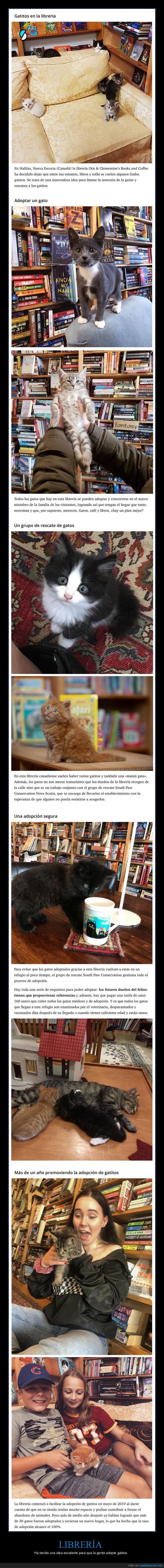 libreria,adoptar,gatos