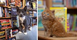 Enlace a Una librería ha tenido una idea excelente para que la gente adopte gatitos