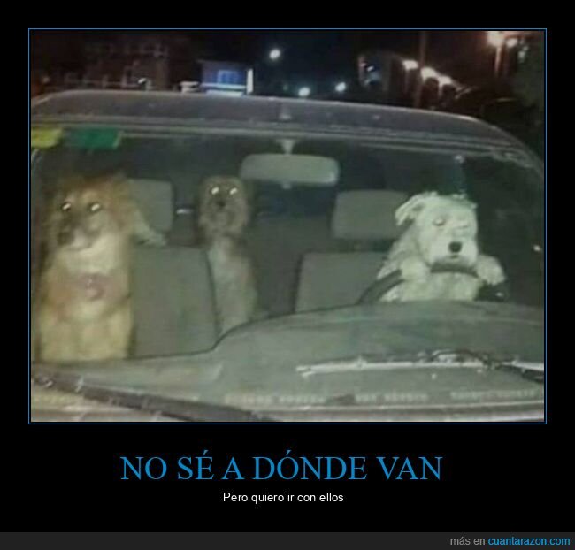 coche,perros,wtf