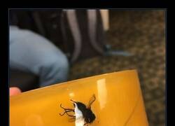 Enlace a Cinta con sorpresa