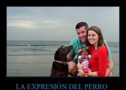 Enlace a Hay algo que no le cuadra al perro...