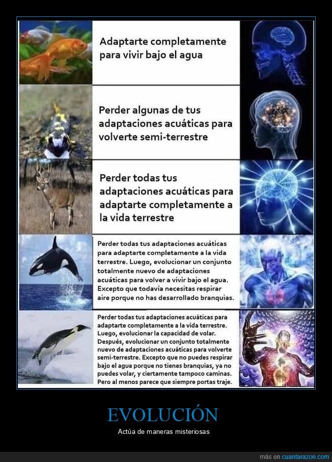 acuáticos,adaptación,animales,evolución,terrestres