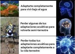 Enlace a Caprichos evolutivos