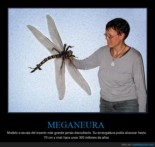 meganeura,insecto,gigante