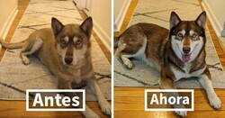 Enlace a Fotos de perros antes y después de cambiar su vida al ser adoptados