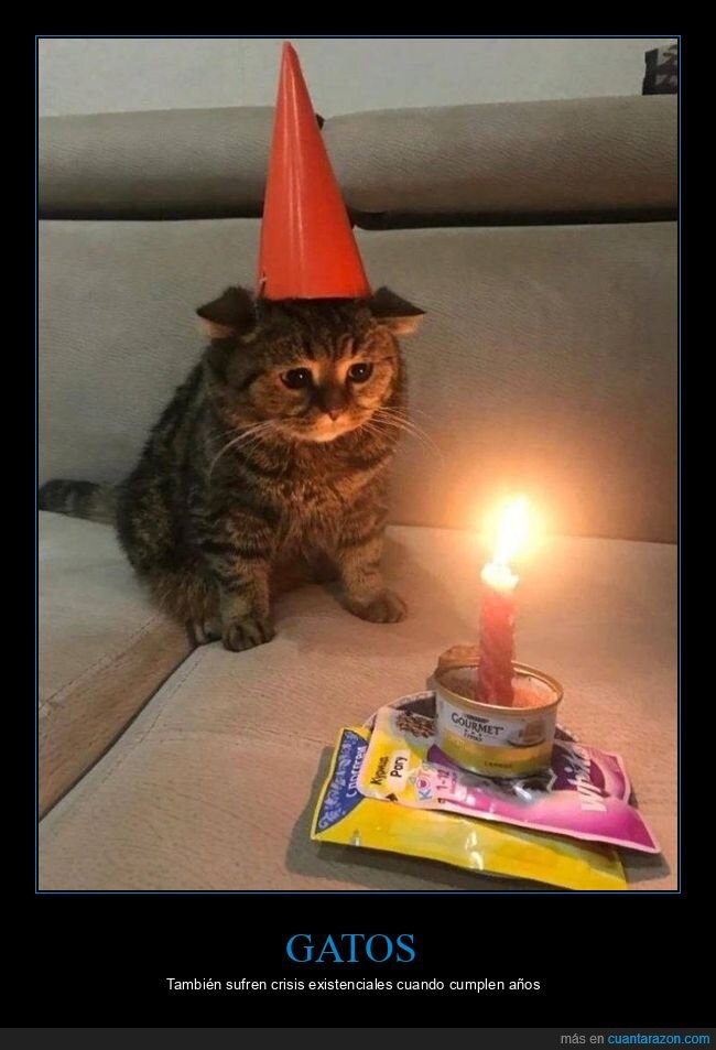 gato,cumpleaños