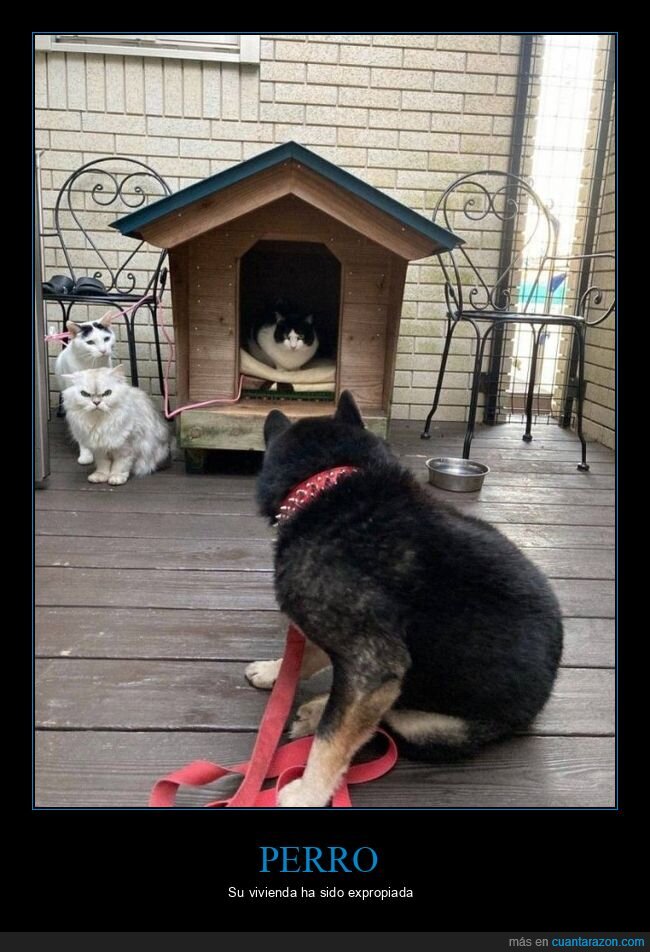 perro,gatos,caseta