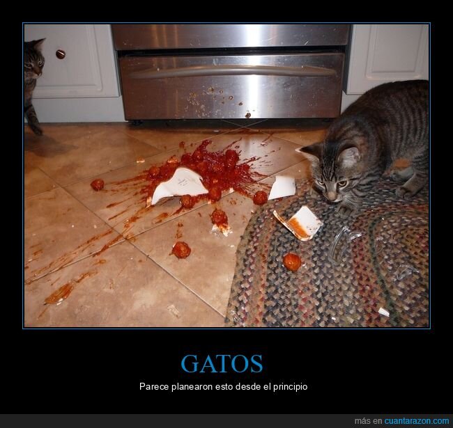 gatos,comida,plato