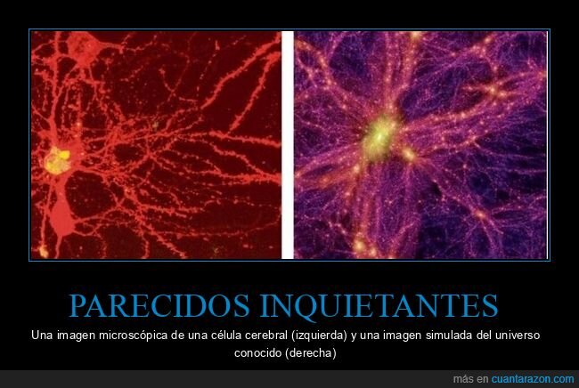 célula cerebral,universo,parecidos
