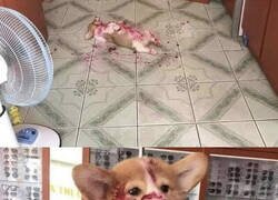 Enlace a Casi te da un infarto al ver la primera foto