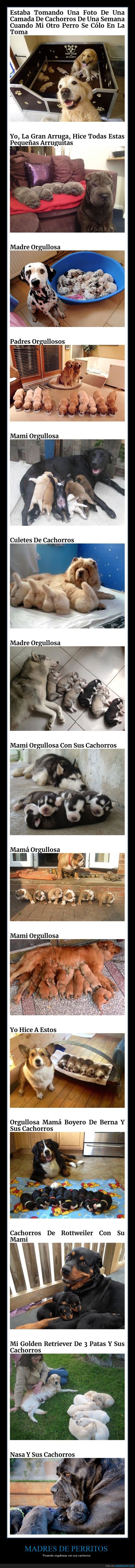 madres,perros,cachorros
