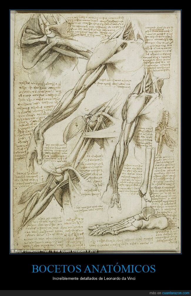 bocetos anatómicos,leonardo da vinci