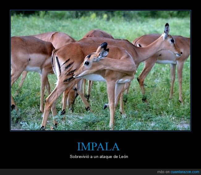 impala,ataque,león,cicatriz