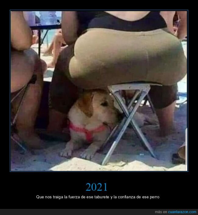 confianza,fuerza,perros,taburete