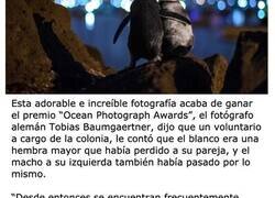 Enlace a Fotos emotivas que te harán sonreír y llorar al mismo tiempo