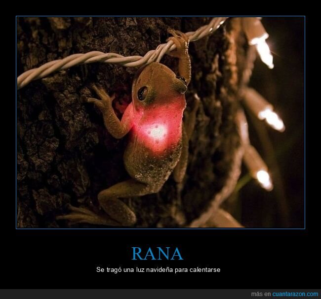 rana,luz,navidad