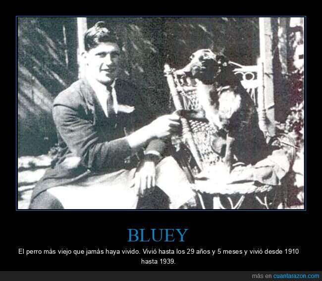 bluey,perro,viejo,edad