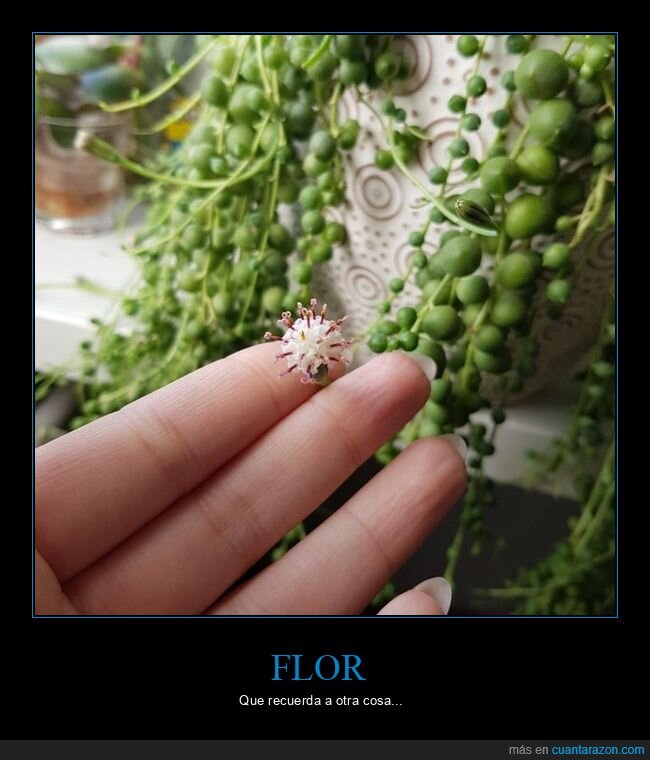 flor,coronavirus