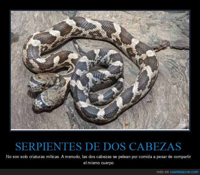 serpiente,dos cabezas