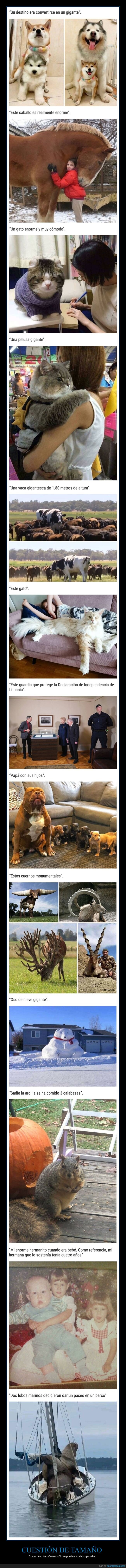 tamaño,grandes,curiosidades