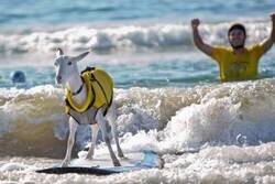 Enlace a Hasta una cabra puede mantenerse en pie encimad e una tabla, y tú...